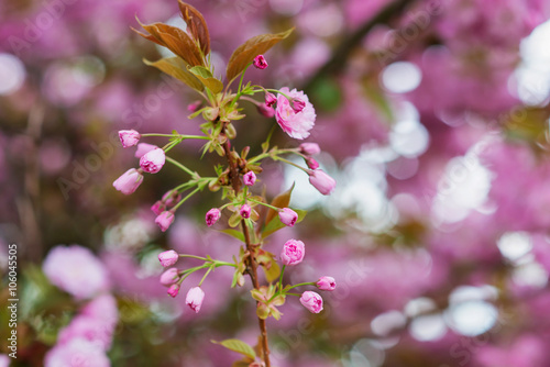 Blooming tree branches with pink flowers and leaves. Spring. photo