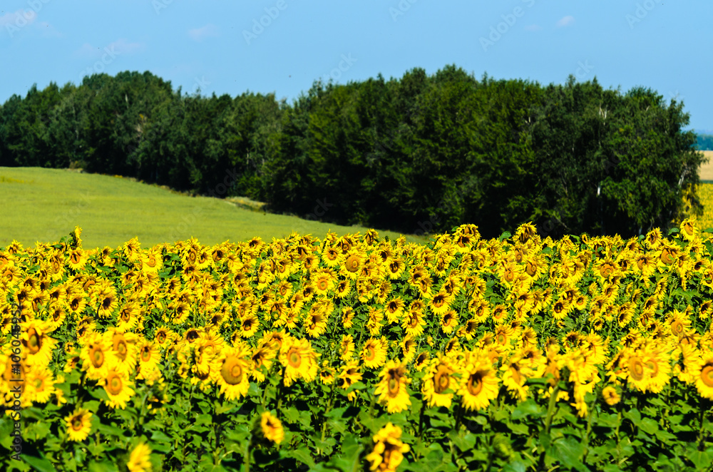 Summer landscape: sunflowers field on sunny day