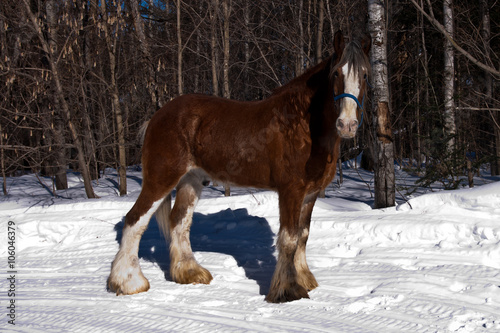 Majestic horse, winter. © Sean McConnery