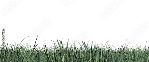 Grass close up isolated on white panorama © Riko Best