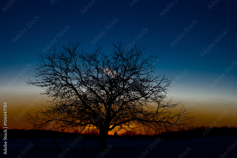 Sunset silhouette of a tree with beautiful colors.