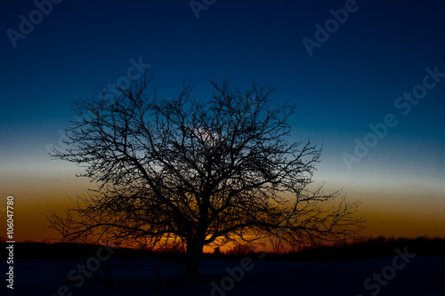 Sunset silhouette of a tree with beautiful colors.