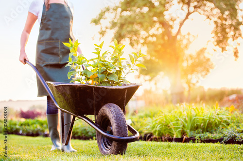 Bild auf Leinwand Unrecognizable gardener carrying seedlings in wheelbarrow, sunny