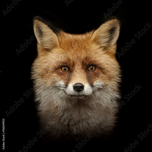 red fox face isolated on black