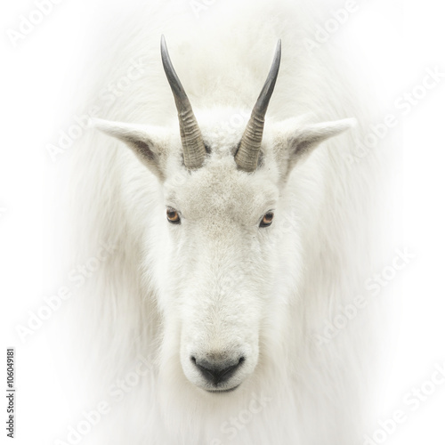 mountain goat head isolated on white
