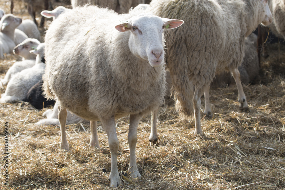 Obraz premium Sheep