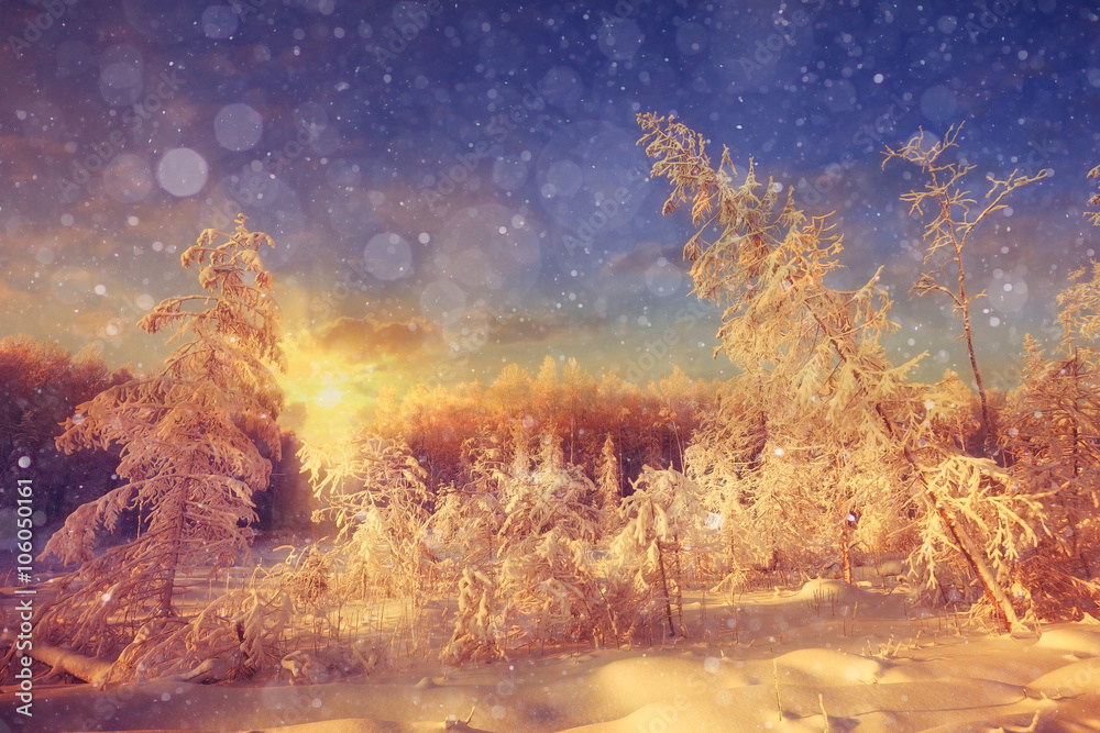 Winter sunset in the forest landscape