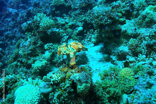 tropical sea underwater landscape