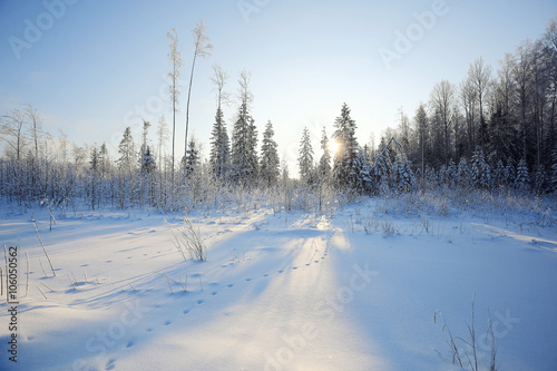 winter cold day fir forest landscape