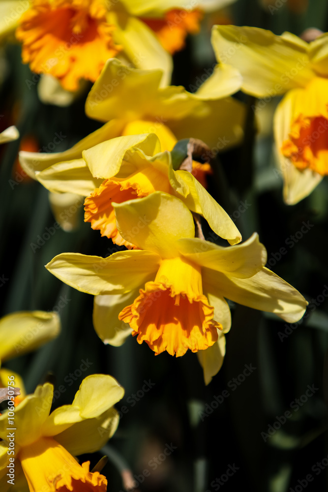 Daffodils Daffodils