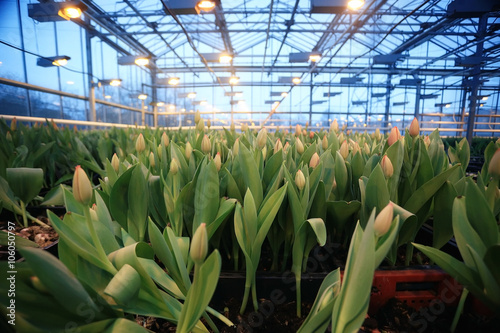 Tulips in boxes of flowers spring agriculture