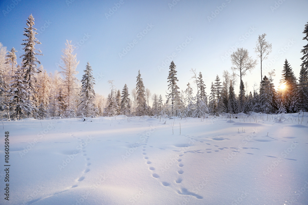 winter landscape, fir forest in frost and traces of animals on the snow
