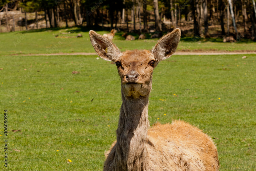 Naklejka premium Female Wapiti