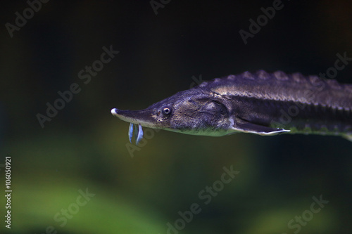 sturgeon underwater