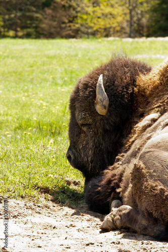 Male bison