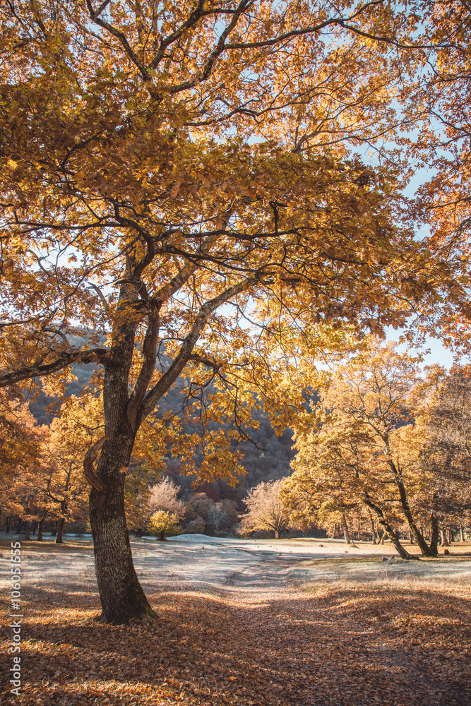 Beautiful autumn trees with yellow leaves in the early morning in the South of Russia Beautiful autumn trees with yellow leaves in the early morning in the South of Russia