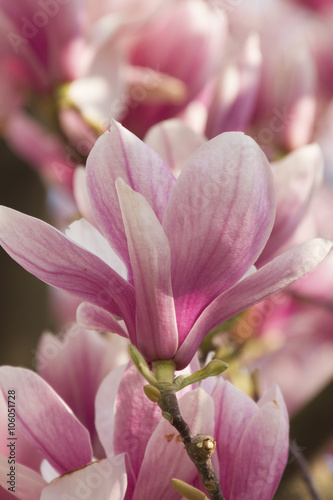 flowering magnolia tree © spetenfia
