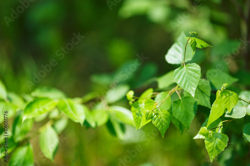Summer concept with green leaves and bokeh