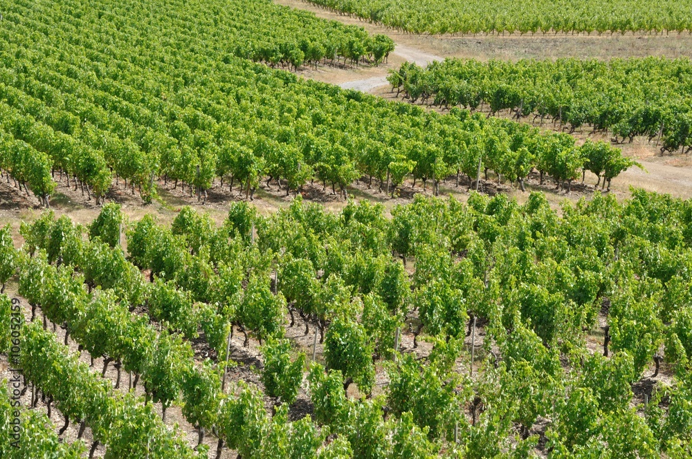 Vineyard in France