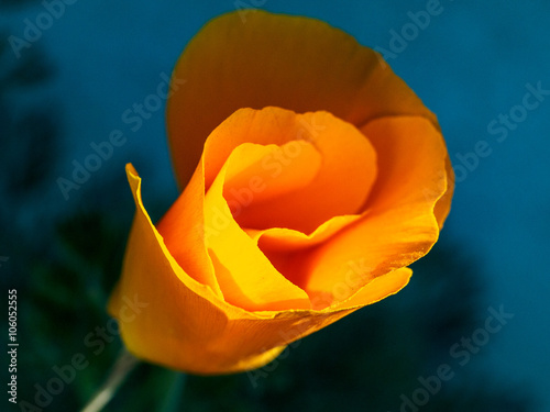 Eschscholzia