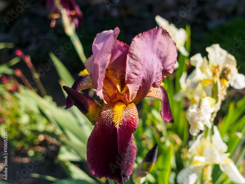Iris