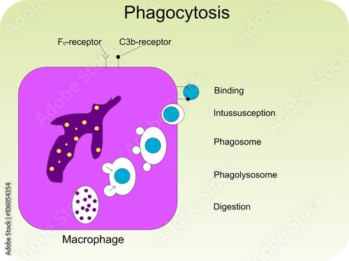 Phases of phagocytosis: binding, intussusception, forming of phagosome and phagolysosome and digestion