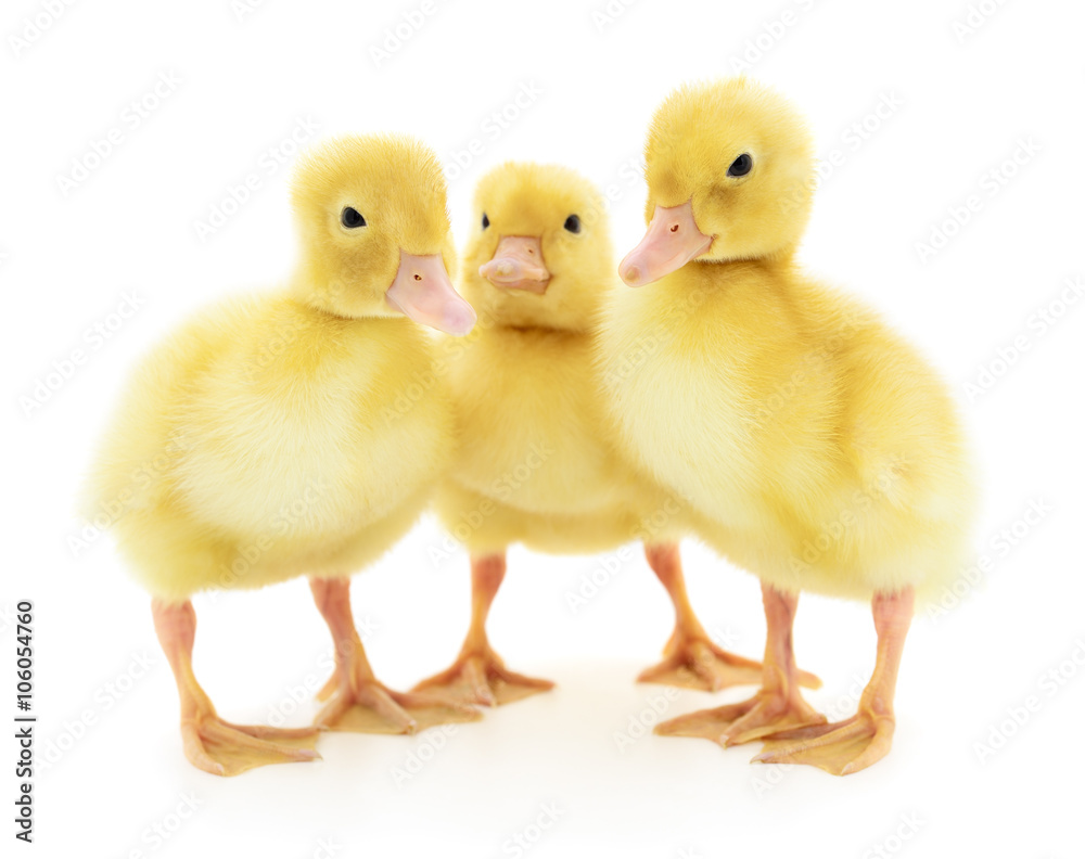 Three yellow ducklings. Three yellow ducklings.