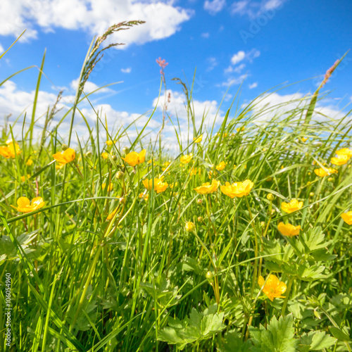 meadow