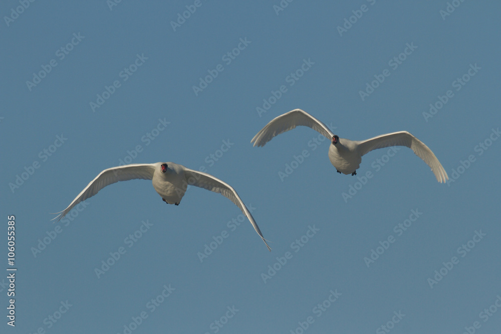 swan swan