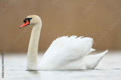 swan