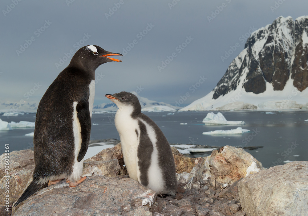 Obraz premium Gentoo penguin standing on the rock with chick, snowy mountains in background, Antarctic Peninsula
