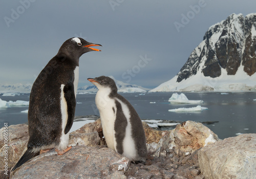 Gentoo penguin standing on the rock with chick  snowy mountains in background  Antarctic Peninsula