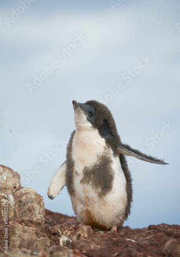 Young Adelie penguin standing on the rock, open wings, with clean background, Antarctic Peninsula