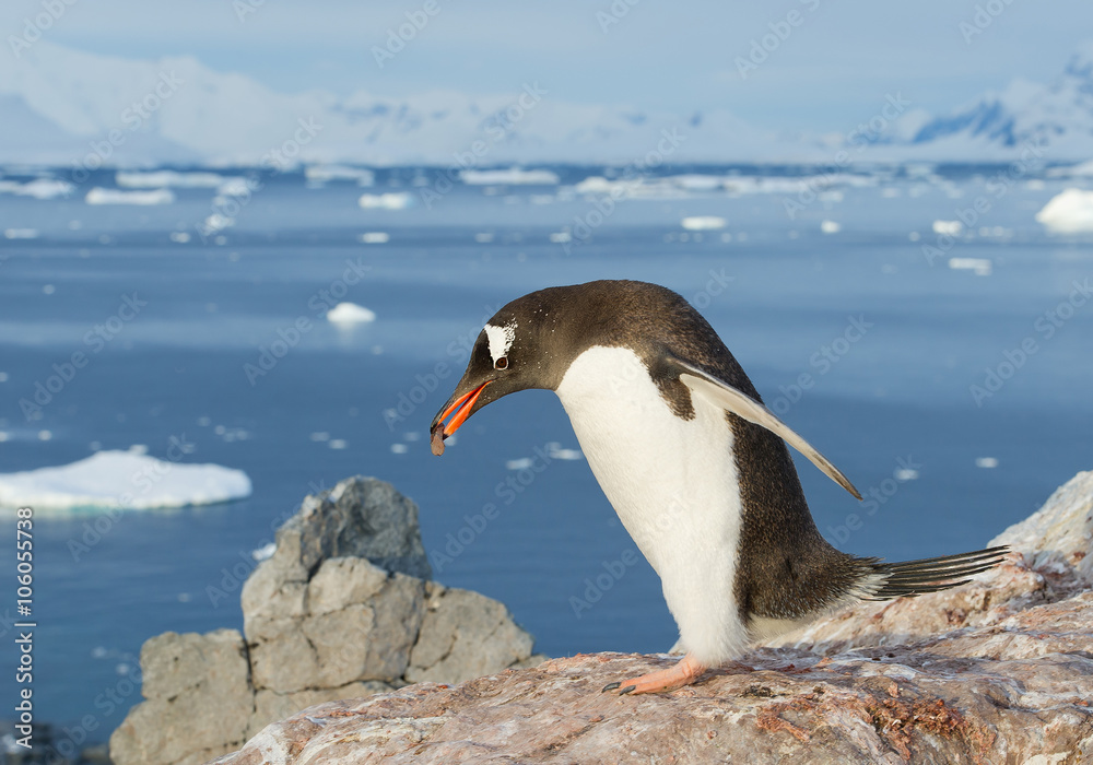 Obraz premium Gentoo penguin building his nest from small stones, snowy mountains in background, Antarctic Peninsula