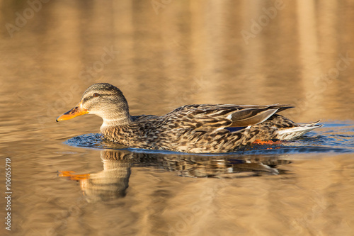 Mallard female at sunset, Italy photo