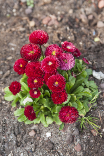 bellis perennis habanera in the garden photo