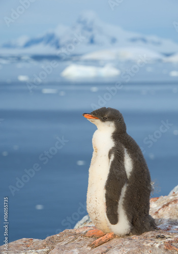 Young gentoo penguin standing on the rock  snowy mountains in background  Antarctic Peninsula