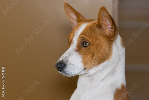 Indoor portrait of royal basenji dog (side view)