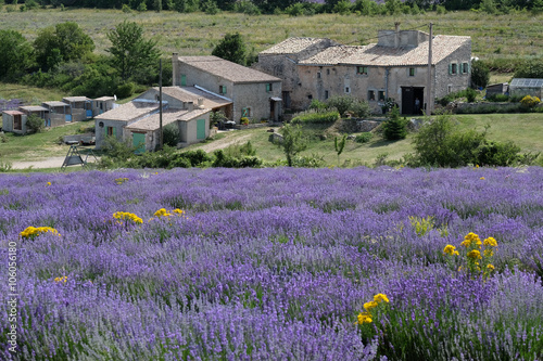 F, Provence, Vaucluse, Lavendelfeld bei St. Jean-les-Nouveaux