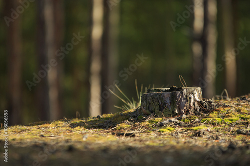Dry Stump in Forest