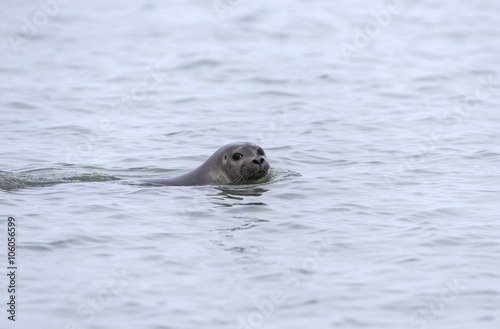 Swimming Ringed seal, from Arctic, Svalbard.