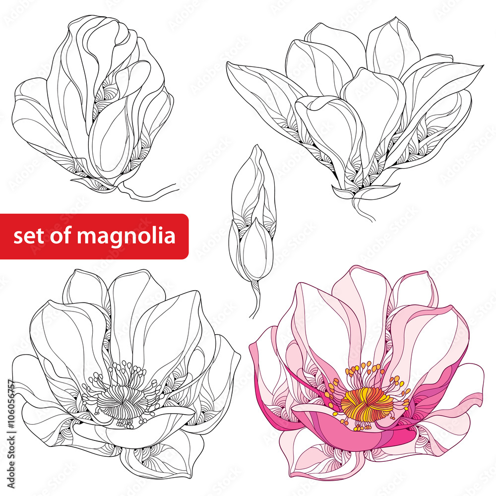 Fototapeta premium Set with ornate magnolia flowers and buds isolated on white background. Floral elements in contour style.