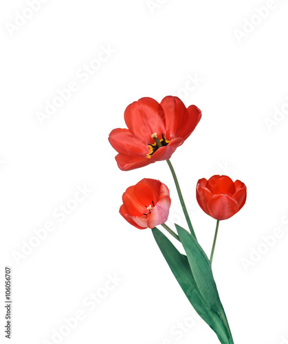 Beautiful bouquet of red tulips isolated on white background