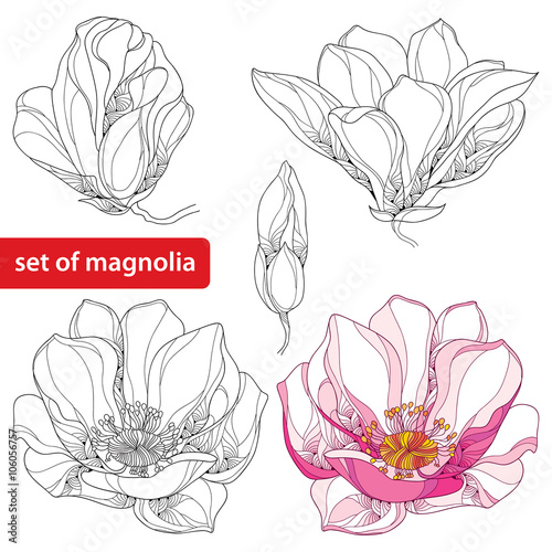 Set with ornate magnolia flowers and buds isolated on white background. Floral elements in contour style.
