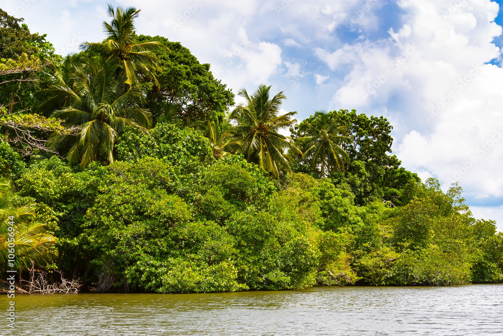 Tropical palm trees on the river bank. Tropical palm trees on the river bank.