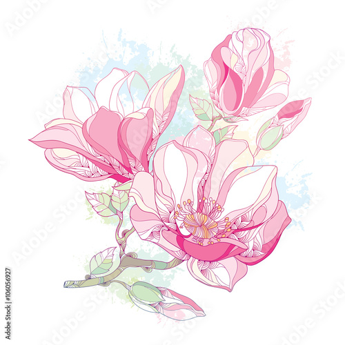 Stem with ornate magnolia flower and buds in pink isolated on white background with blots in pastel color. Floral elements in contour style.