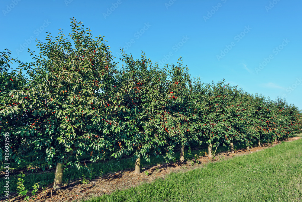Sweet cherries on orchard trees