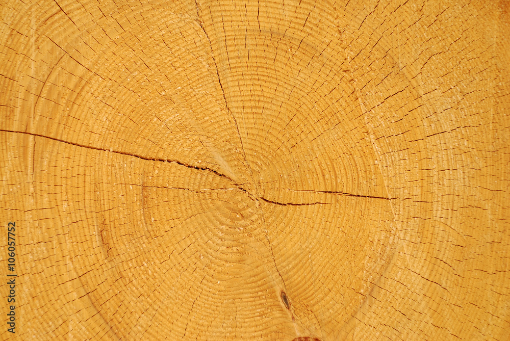 Naklejka premium Baumringe,