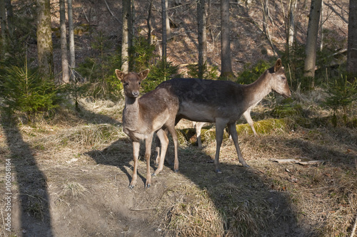 Dammwild auf der Lichtung