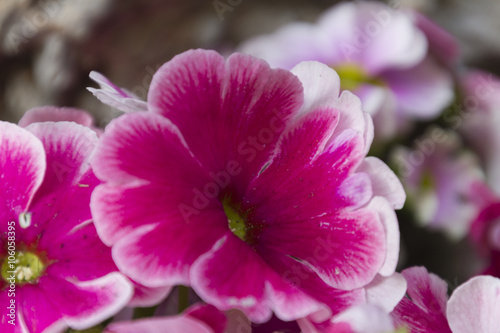 primrose in the garden